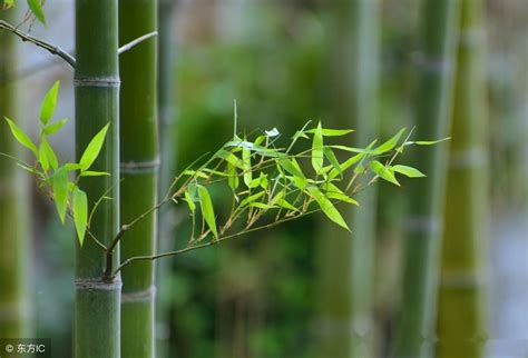 竹子 種植|如何种植竹子